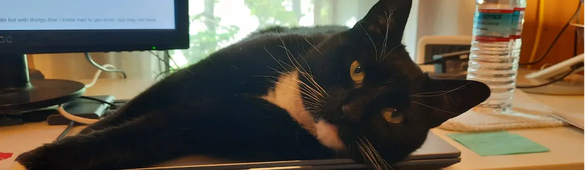 Dexter laying on a desk